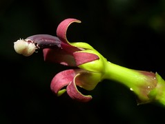 Campanulaceae of Ecuador
