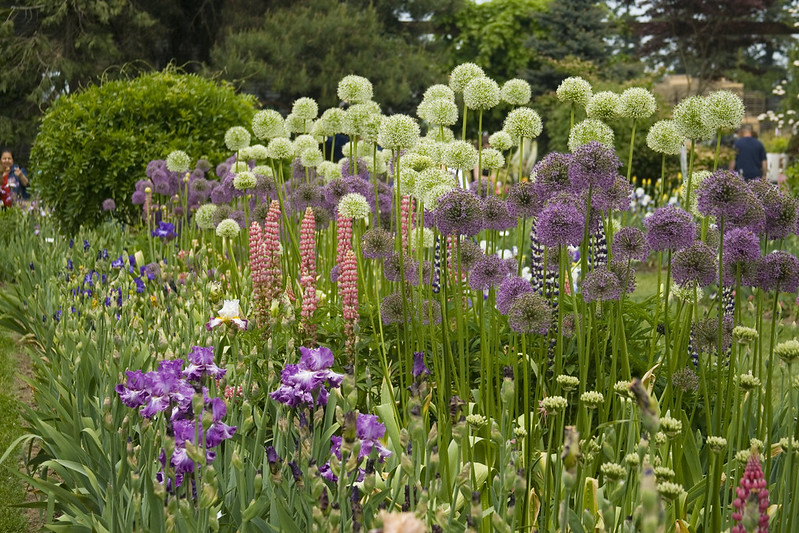 Wide Allium and Iris Bed