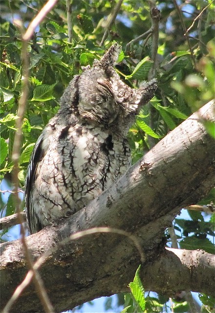 Eastern Screech-owl at Salem Ranch in Flanagan, IL 26