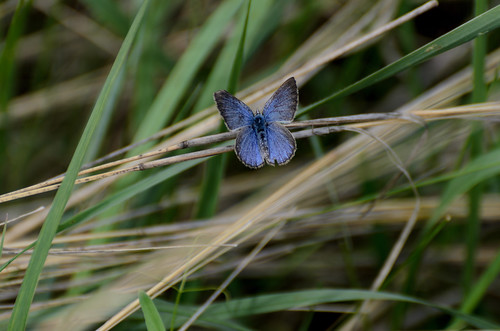Blue Butterfly_3307.jpg