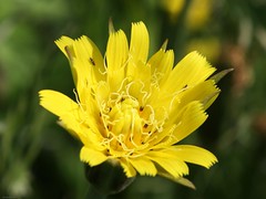 Tragopogon pratensis - Wiesen-Bocksbart