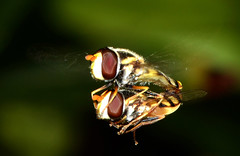 Diptera - Syrphidae