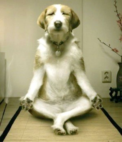 Meditating dog by elmago_delmar
