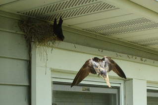 Barn Swallow flight 4