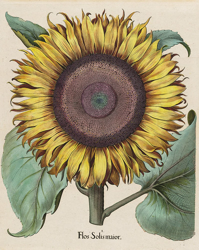 Sunflower200dpi