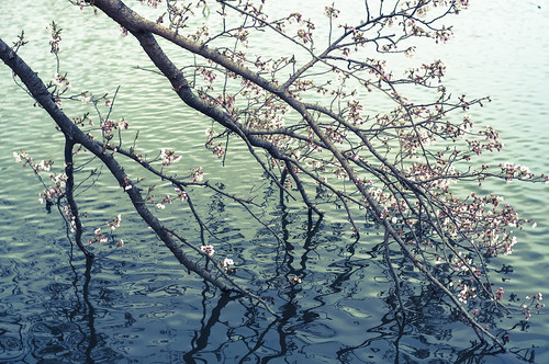 水桜