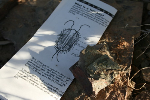 Trilobite Hunting!