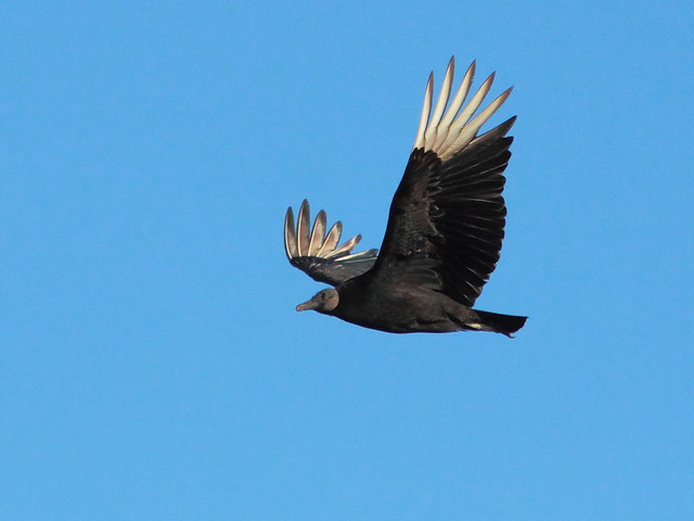 Black Vulture 20120409