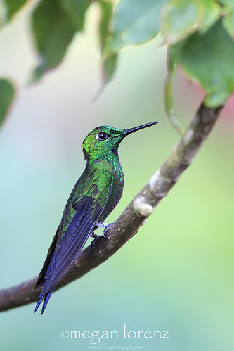Hummingbird by Megan Lorenz
