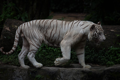 White tiger, pacing