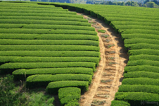 Yame Central Tea Garden