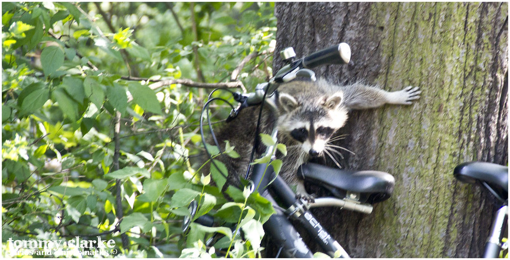 raccoon on a bike