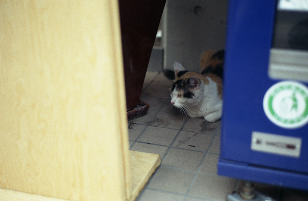 自販機裏の猫