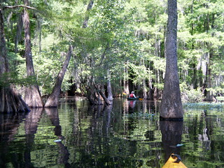 Matt Paddles into the Deep Swamp