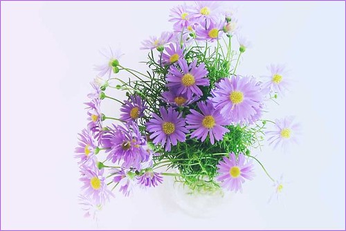 Purple (Small flowers)