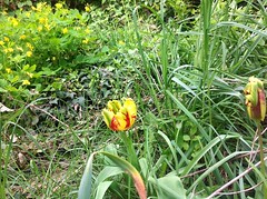 Ma tulips plantée en 2005