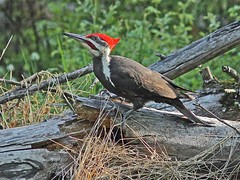 Pileated Woodpeckers 