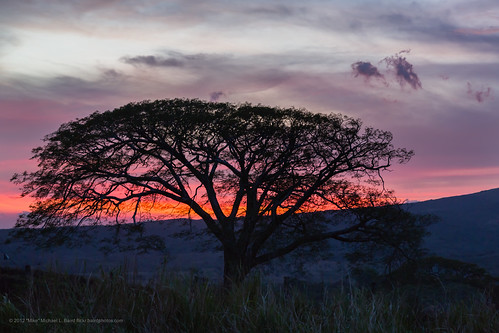 Tree in silhouette, at sunset, near Rio Celeste