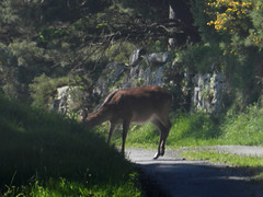Deer in Lackandarragh