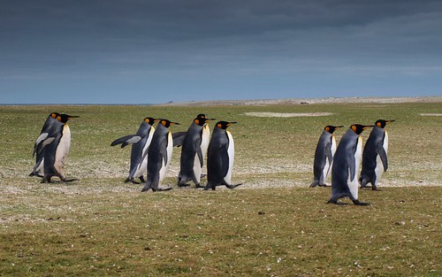 King penguins by Worldtraveller