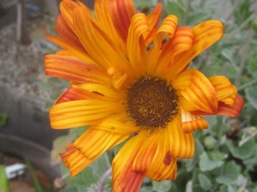 Orange Daisy with Curling Petals