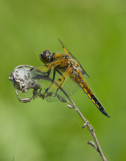 4 spotted chaser 2