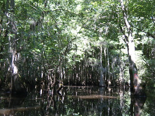 Sparkleberry Swamp Jun 2, 2012 10-59 AM
