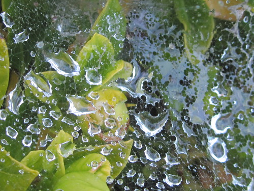 Raindrops in a Spiderweb