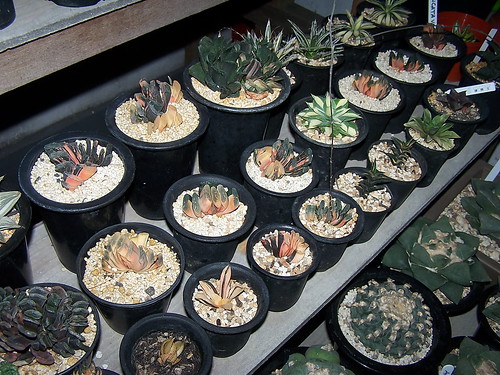 Assorted plants by GREGORIUZ