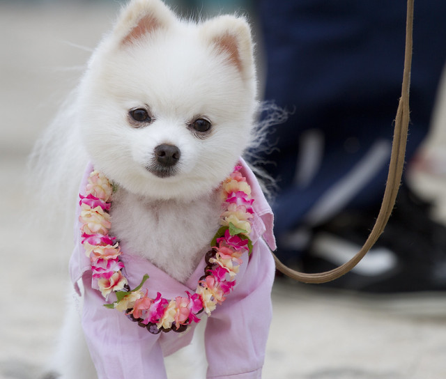 Dog with Lei