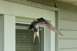 Barn Swallow flight 2