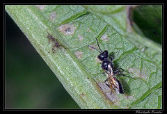 Hymenoptera/Crabronidae