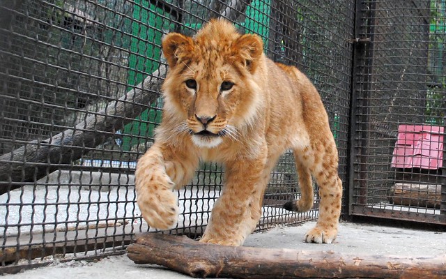 Walking lion cub