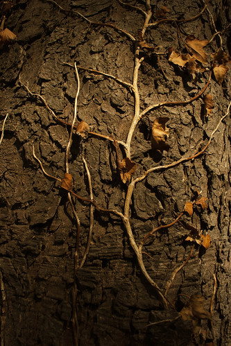 KW17: veins of a tree