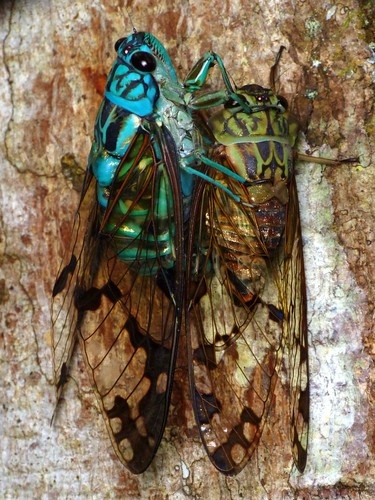 Emerald Cicada pair, Zammara smaragdina