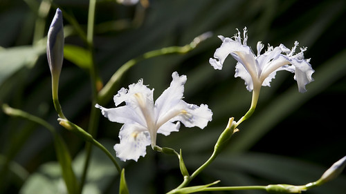 Bamboo iris (Iris confusa)