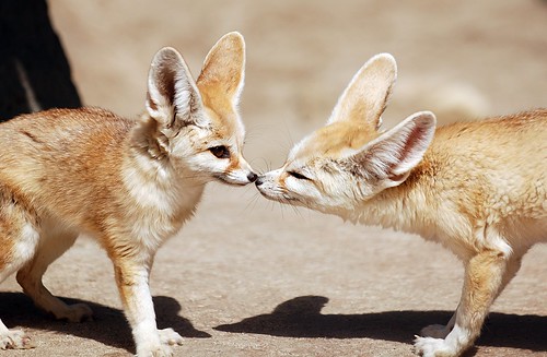 Fennex fox by floridapfe