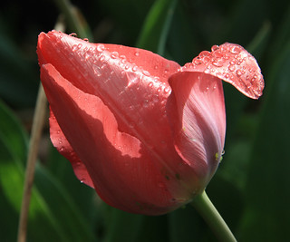 Wet Pink Tulip