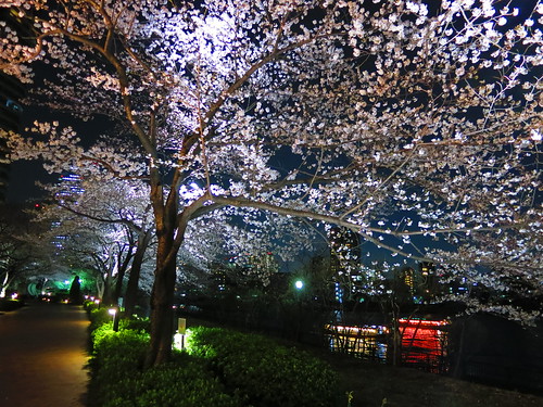 Sakura lightup