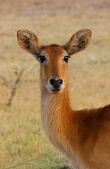 Zambia wildlife 2011