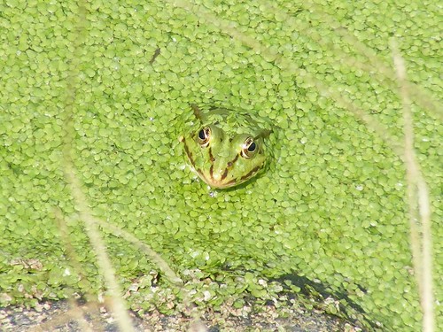 Frog..