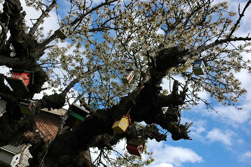 Bird house condo, old cherry tree, white blossoms, blue sky, U district, Seattle, Washington, USA by Wonderlane