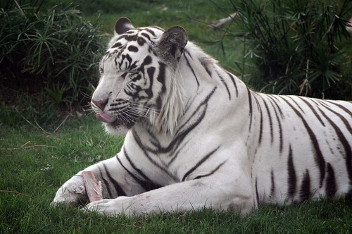 White Tiger (Al-ain Zoo)