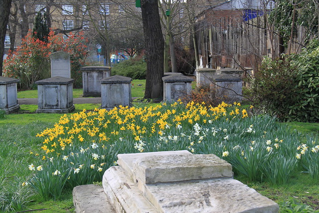 Daffodils in Greenwich