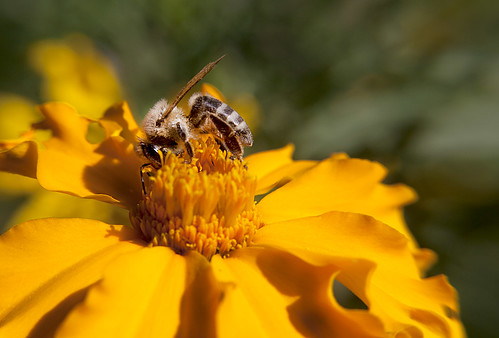 Bee - yellow flower