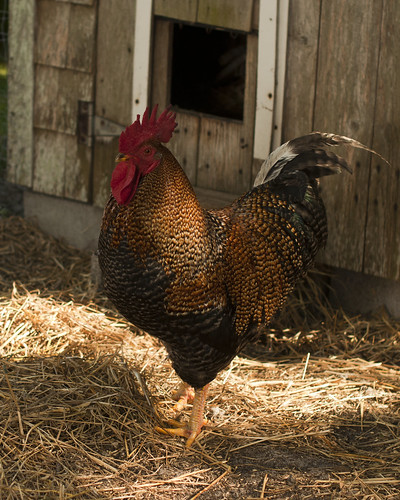 Day 102 - The Rooster