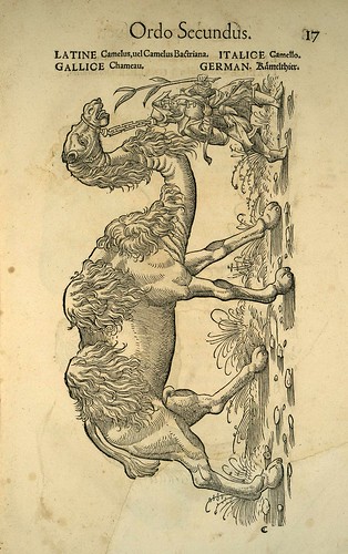 002-camello-Icones animalium- (1553)- Conrad  Gesner- SICD Strasbourg