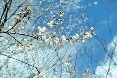 白色壺狀花的霧社山櫻是較稀有的原生種山櫻花。(王偉聿攝)