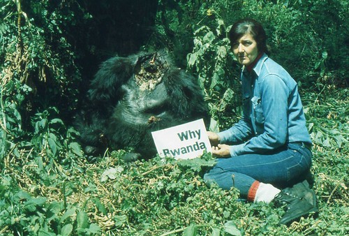 Dian Fossey with Digit's body, Jan 1978. Photo Ian Redmond by LastOfTheGreatApes