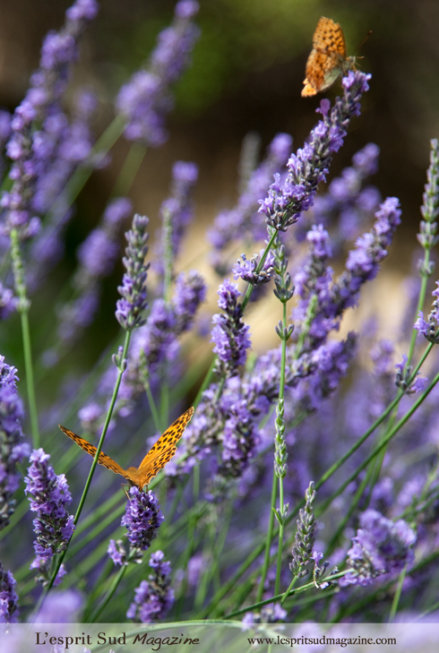 Lavender from Provence